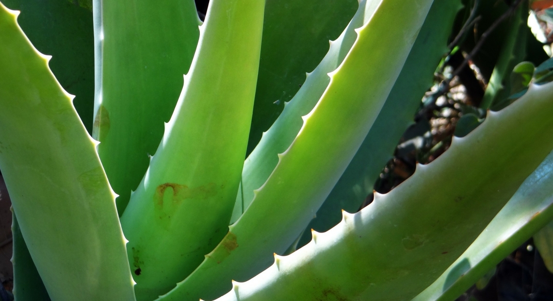 Aloe Vera