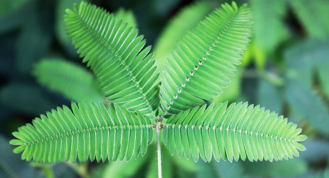 Mimosa Ténuiflora