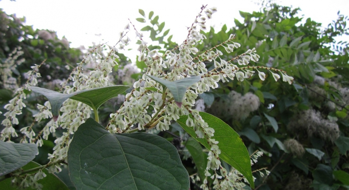 Renouée du Japon